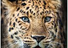 Leopard Portrait by Peter Matthews (open)
